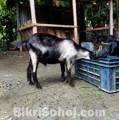 ব্ল্যাক বেঙ্গল পাঠা